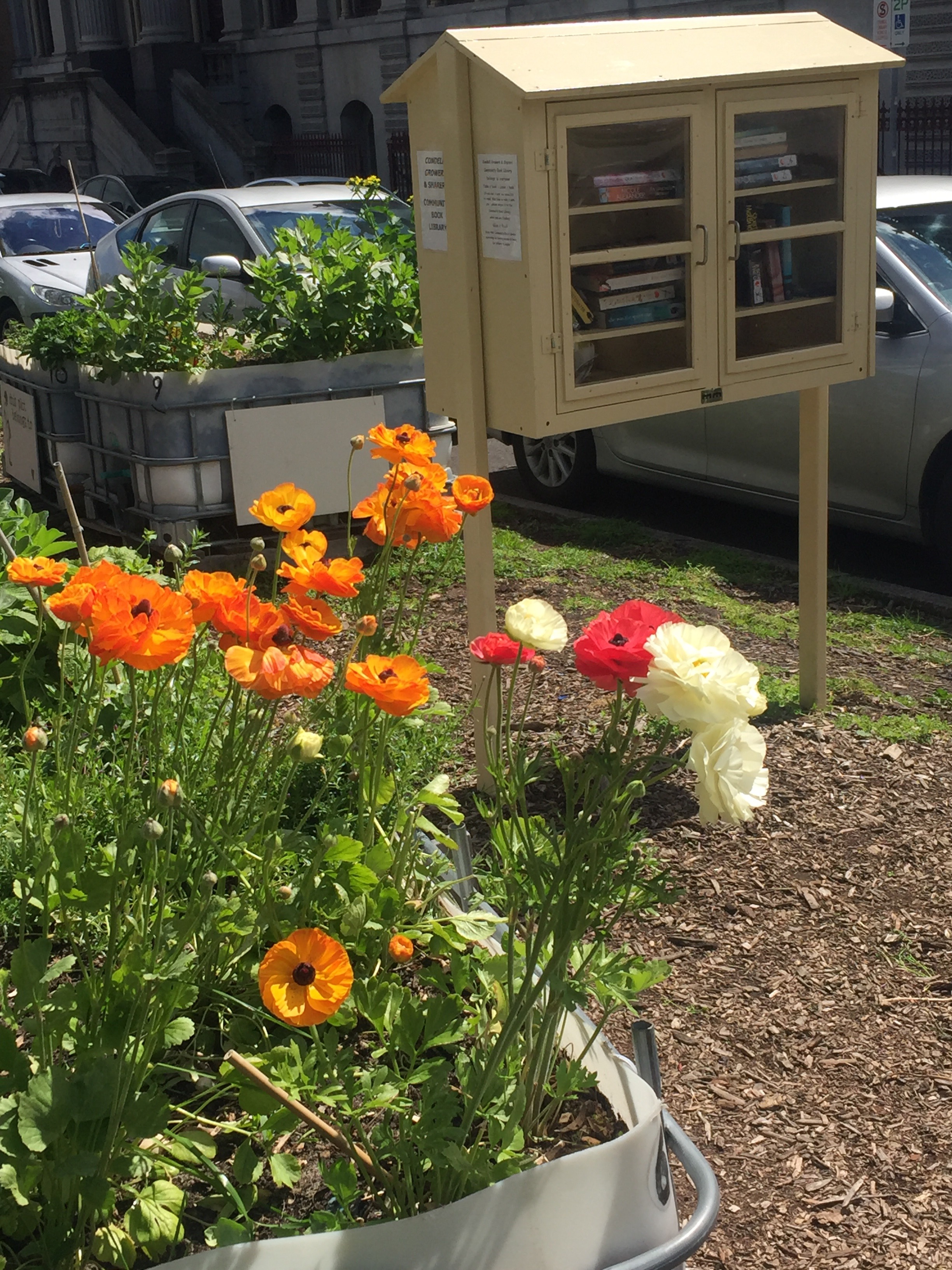Yo's guerrilla-gardening Ranunculus and the small free-library cabinet