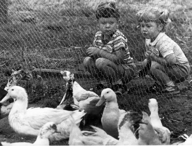 Children crouch to watch ducks from the Collingwood Children's Farm at the Collingwood Festival.